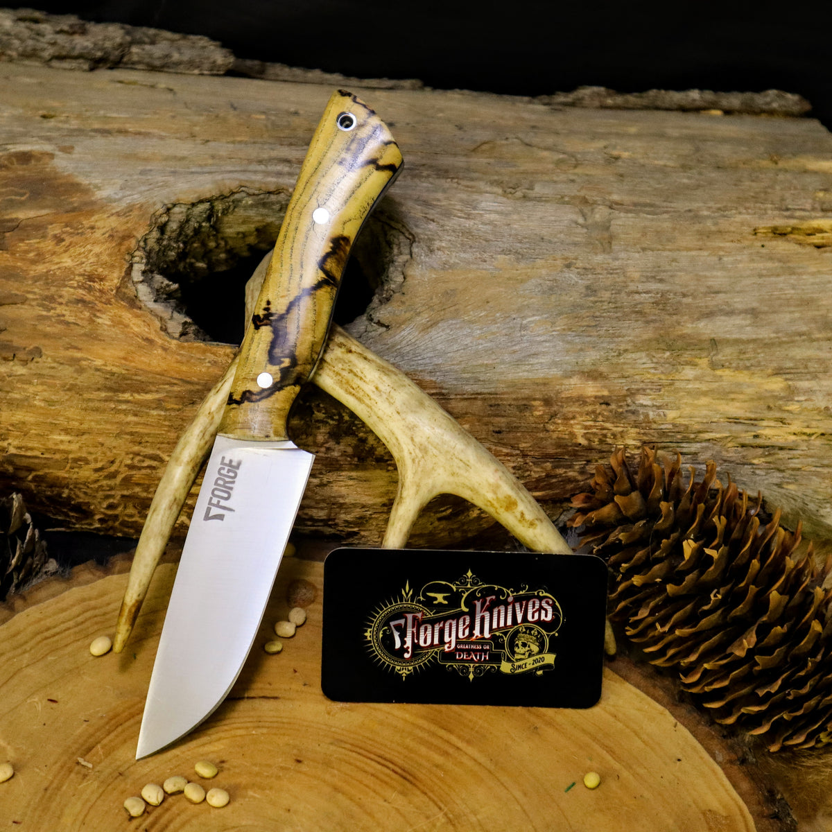 Ranger - Spalted Hackberry – 7Forge Knives